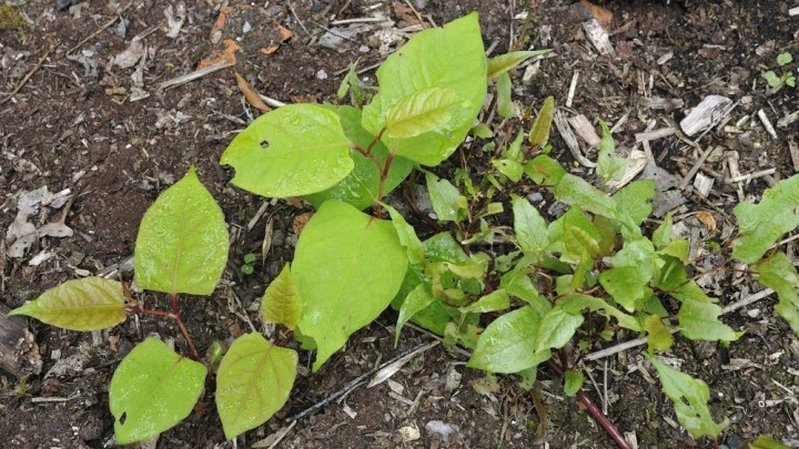 Japanese Knotweed